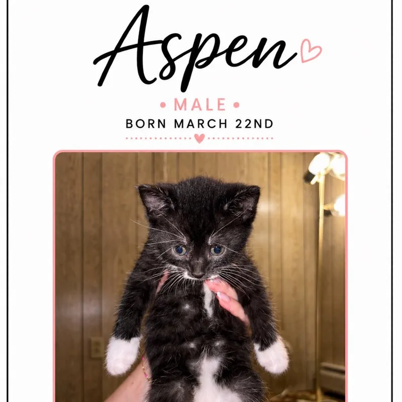 A baby small-sized male Black Domestic Short Hair cat named Aspen for adoption in North Canton, OH