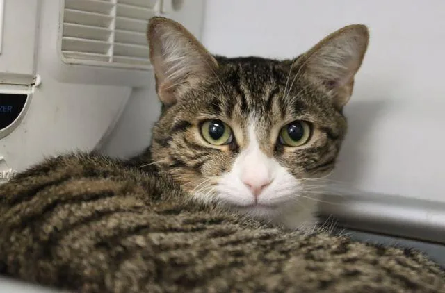 A young small-sized male Domestic Short Hair cat named Zazu for adoption in Tucson, AZ