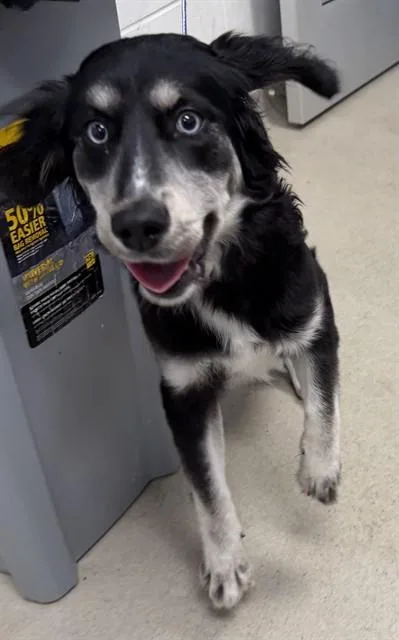 A young medium-sized female Australian Shepherd dog named A for adoption in Haw River, NC