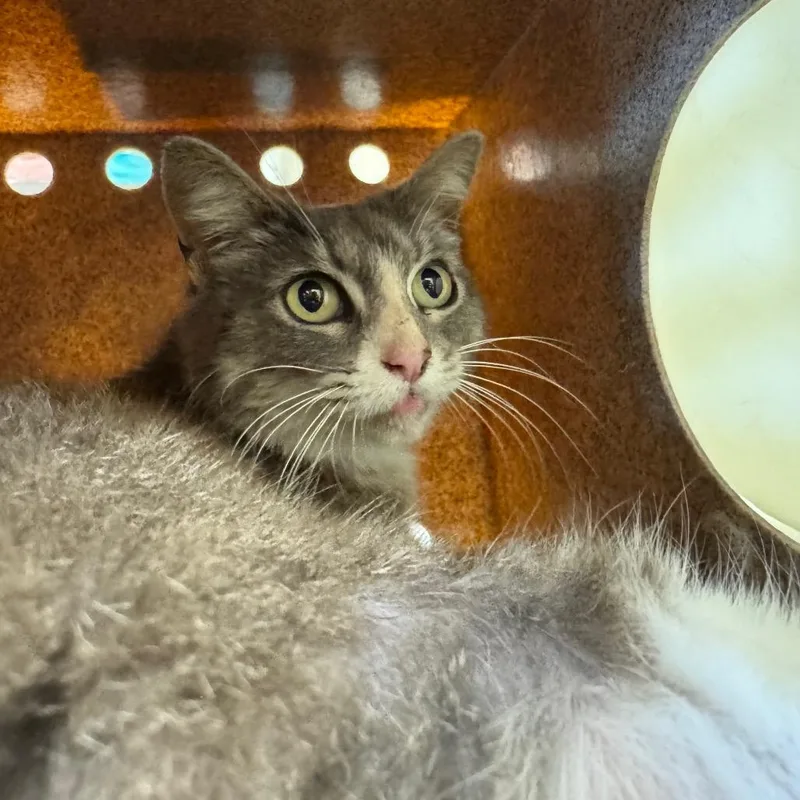 An adult medium-sized female Gray / Blue / Silver Domestic Short Hair cat named Limbo for adoption in Birmingham, AL