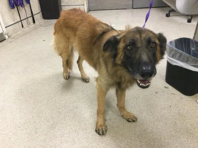 An adult large-sized male Shepherd dog named Leonard for adoption in Riverside, CA
