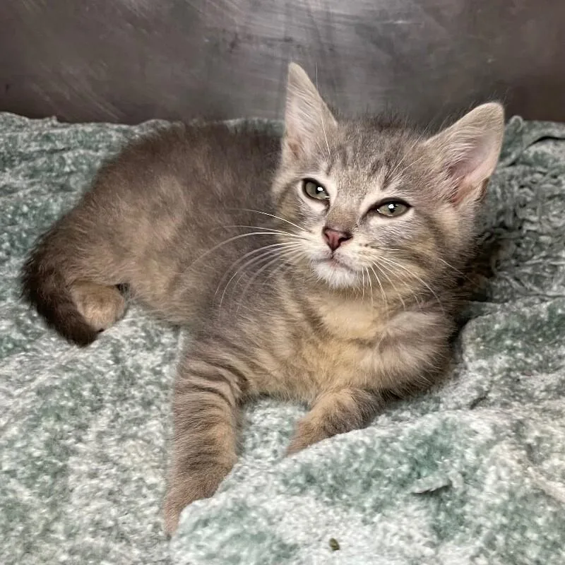 A baby medium-sized male Domestic Short Hair cat named Pedlar for adoption in Roanoke, VA
