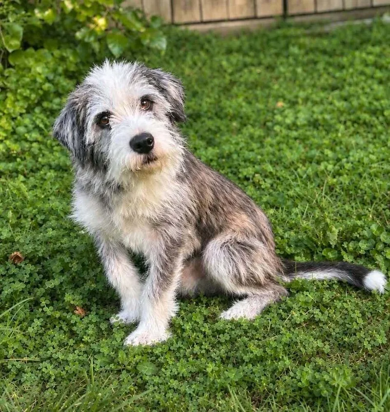 An adult medium-sized male Terrier dog named Hendrix for adoption in Aurora, IN