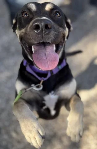 A young large-sized female Mixed Breed dog named Angel for adoption in Pensacola, FL