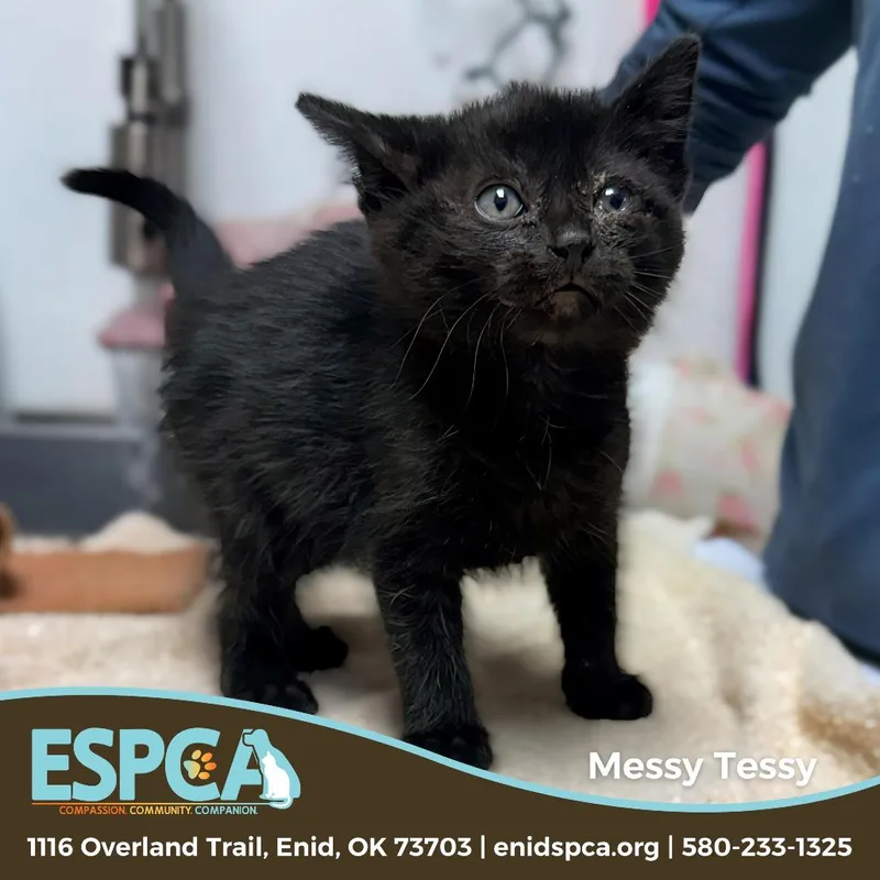 A baby small-sized female Black Domestic Short Hair cat named Messy Tessy for adoption in Enid, OK