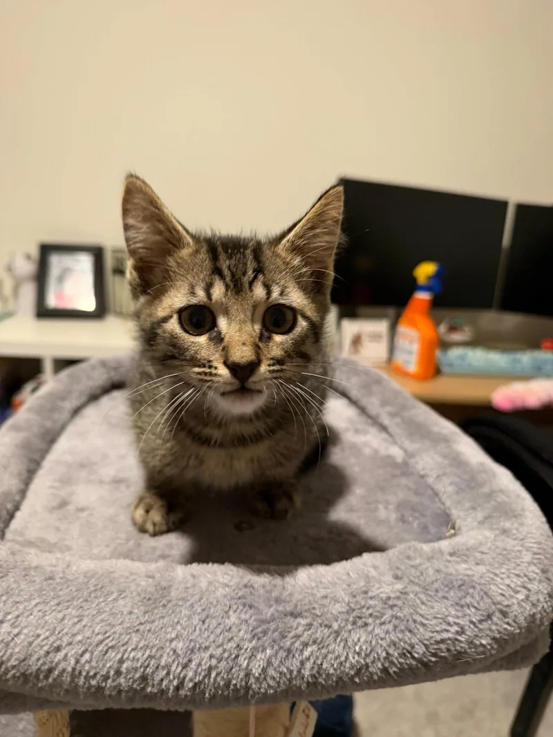 A baby medium-sized male Domestic Short Hair cat named Jakob for adoption in Charleston, SC