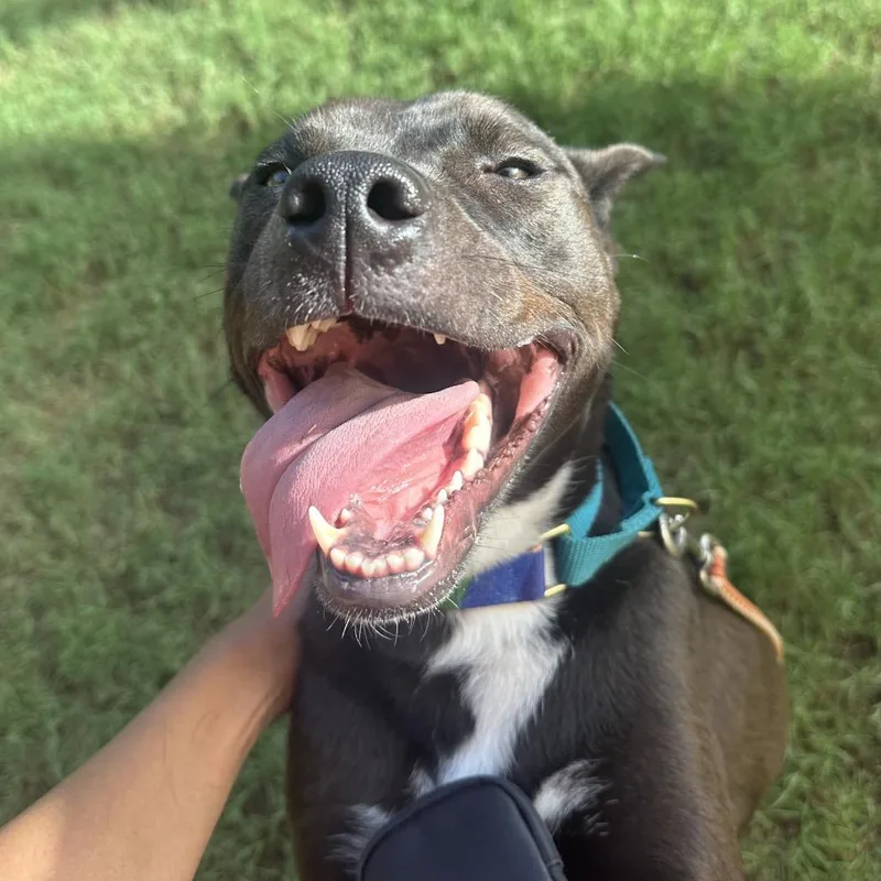 A young medium-sized female Black Labrador Retriever dog named Sansai for adoption in Austin, TX