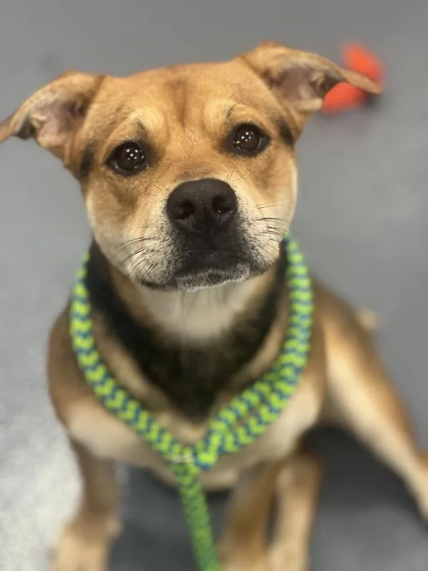 A young medium-sized female Hound dog named Little Taz for adoption in Canton, GA