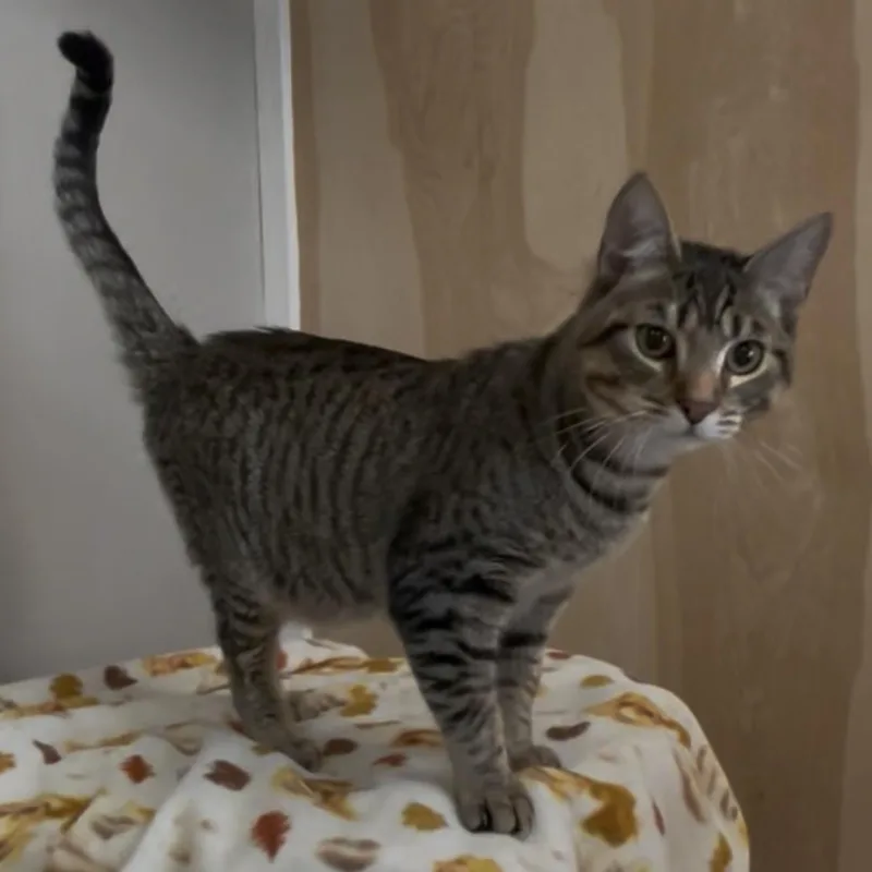 A young medium-sized male Domestic Medium Hair cat named Lucca for adoption in Petaluma, CA
