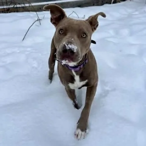An adult medium-sized female Mixed Breed dog named Indie for adoption in Long Island City, NY