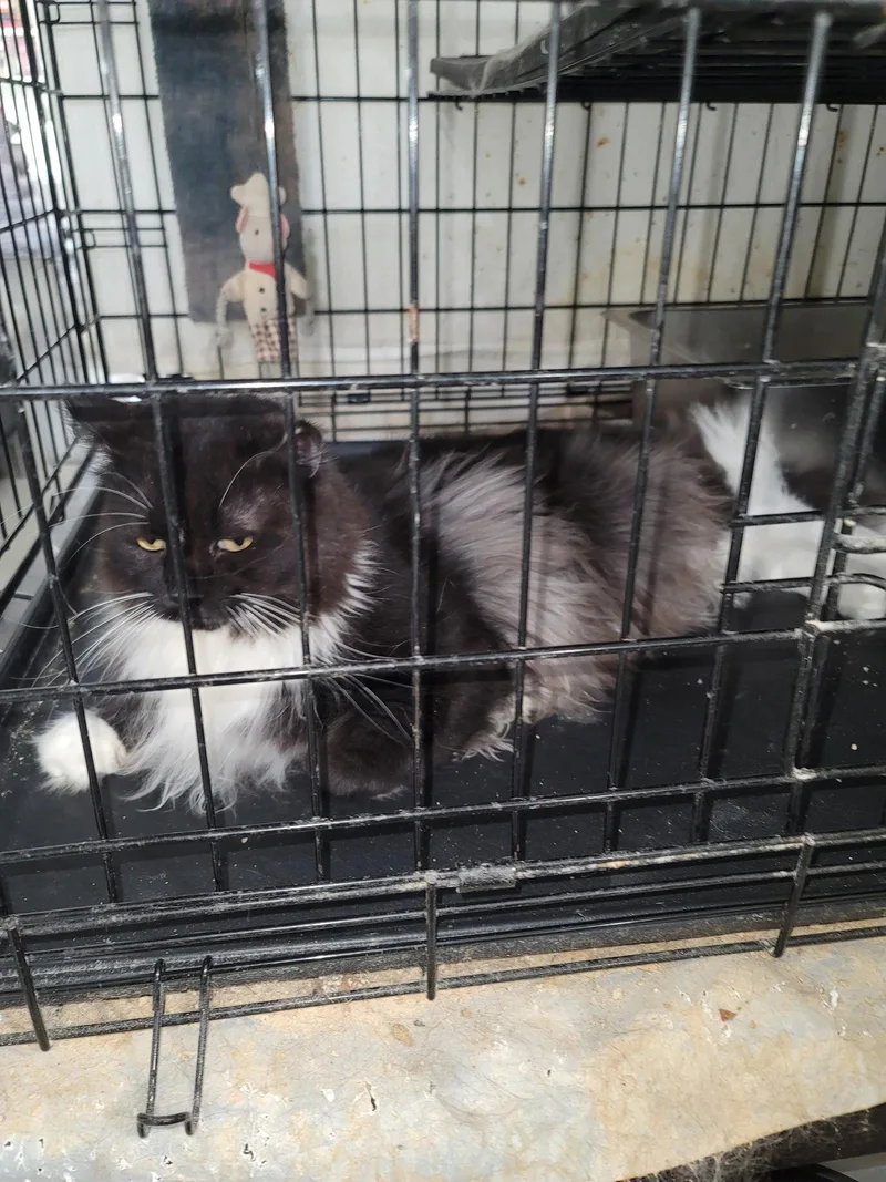 An adult large-sized male Tuxedo cat named Murphy for adoption in Locust Grove, VA