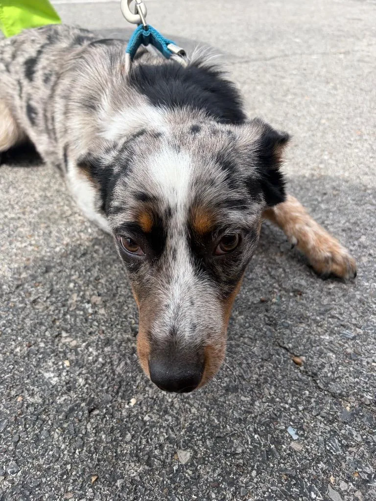 A baby large-sized female Australian Shepherd dog named Penny for adoption in Gallatin, TN