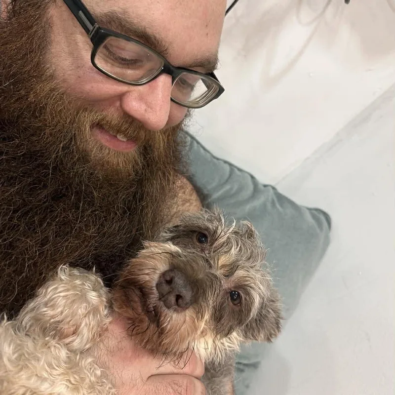 An adult small-sized female Miniature Schnauzer dog named Valerie for adoption in Homer Glen, IL