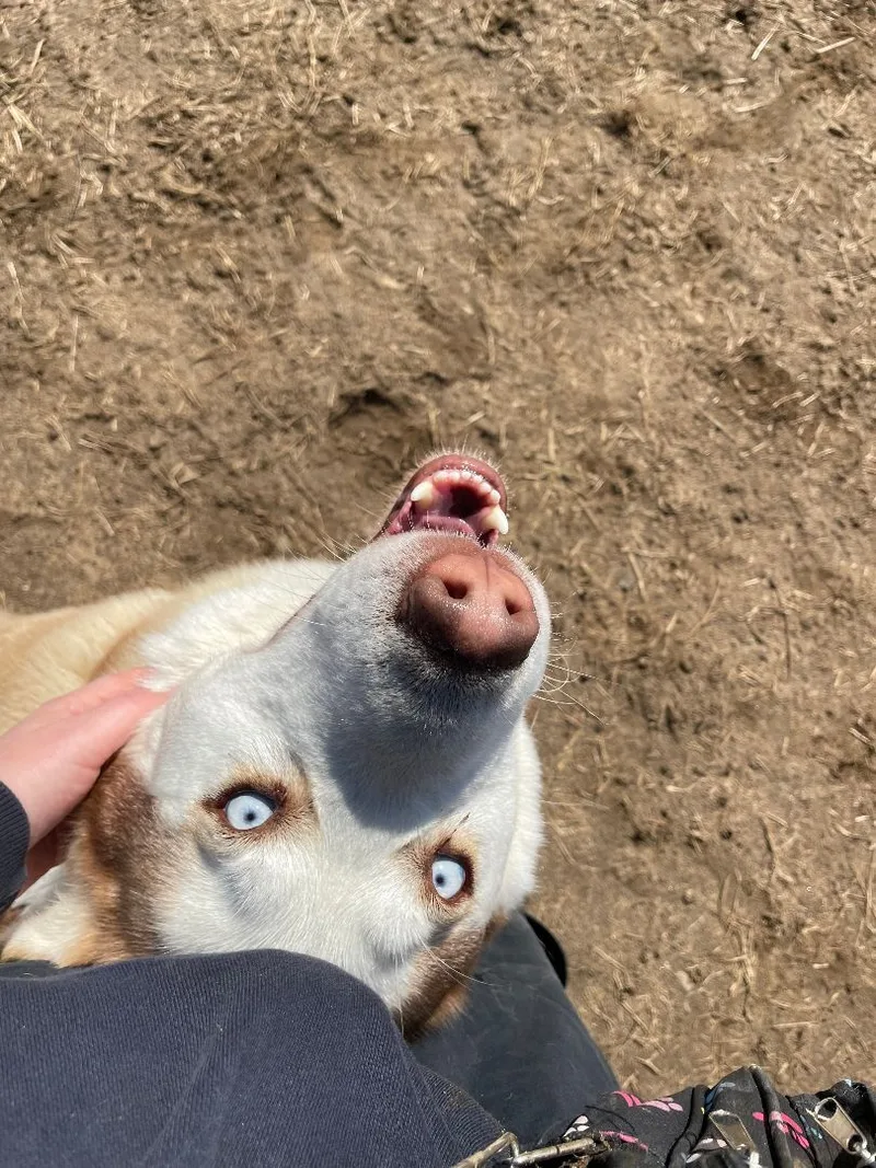 An adult large-sized male Red / Chestnut / Orange Husky dog named Gandalf for adoption in Mishawaka, IN