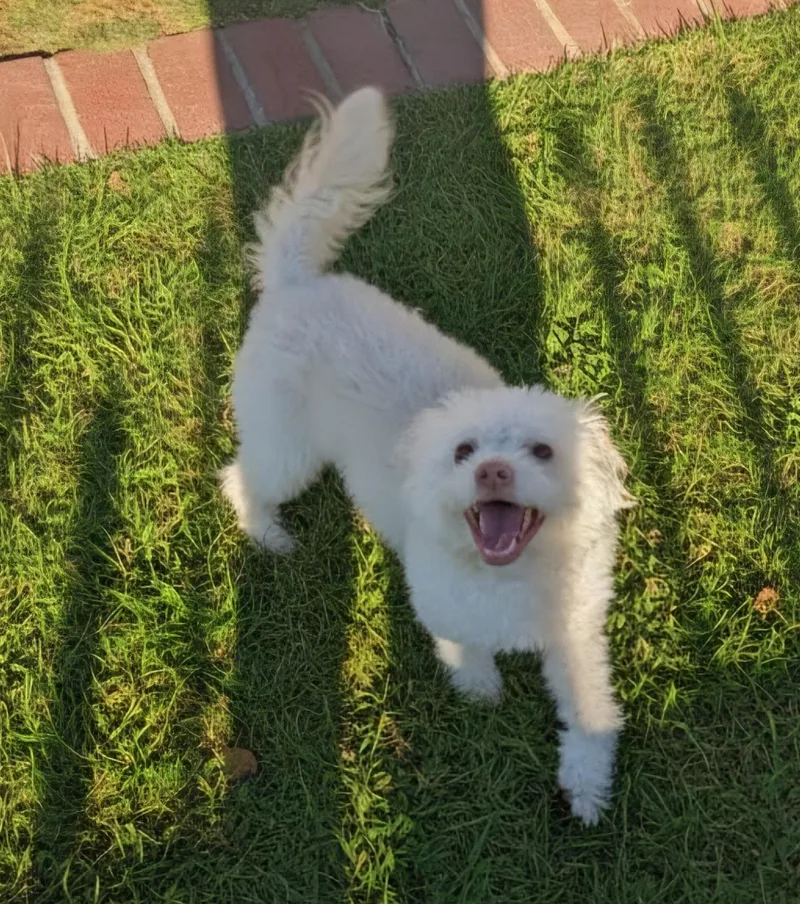 Otis thumbnail 2