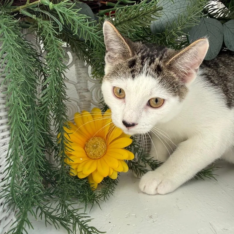 A baby small-sized male Brown / Chocolate Domestic Short Hair cat named Spangle Legion for adoption in Eaton Rapids, MI