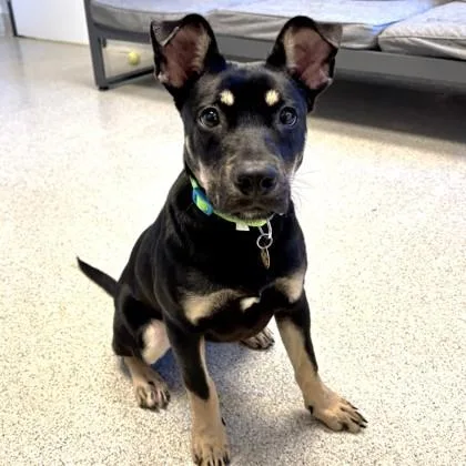 An adult medium-sized female Tricolor (Brown, Black, & White) Mixed Breed dog named Presley for adoption in Lansing, MI