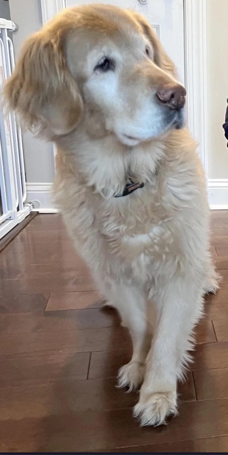A senior large-sized male Golden Golden Retriever dog named Hogan for adoption in New Canaan, CT