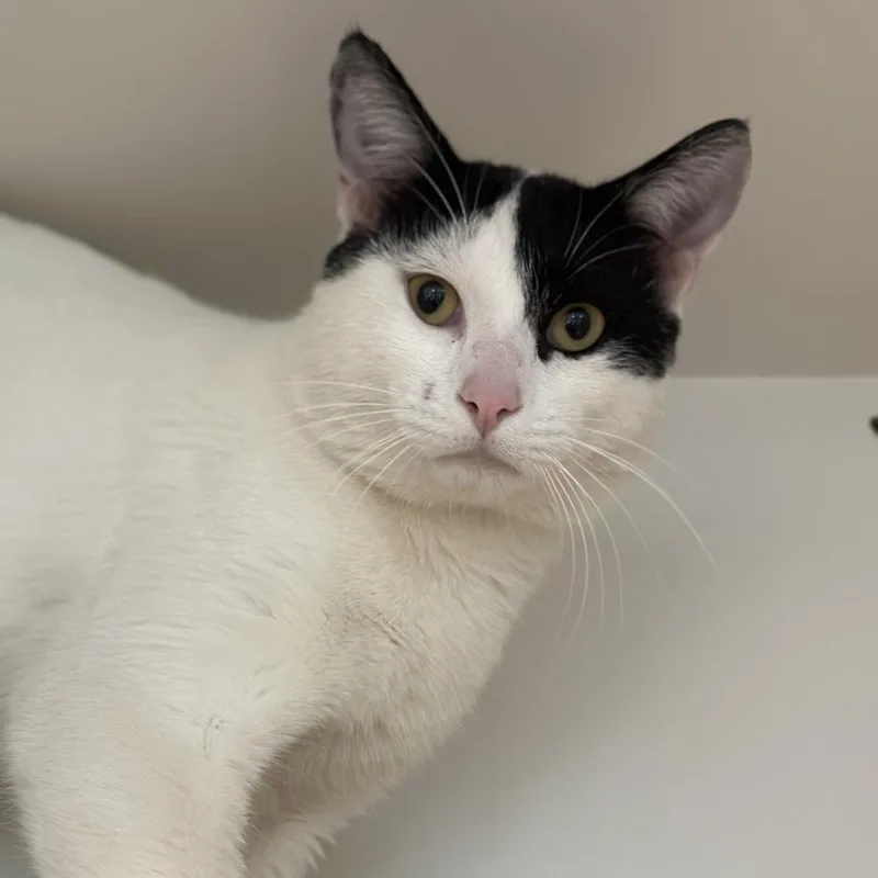 An adult medium-sized male White Domestic Short Hair cat named Nolan for adoption in Matteson, IL