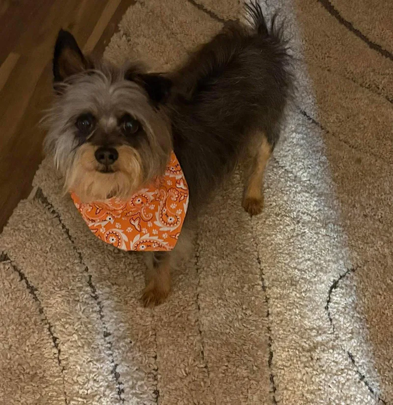 A young medium-sized male Yorkshire Terrier dog named Neo for adoption in Bloomington, IL