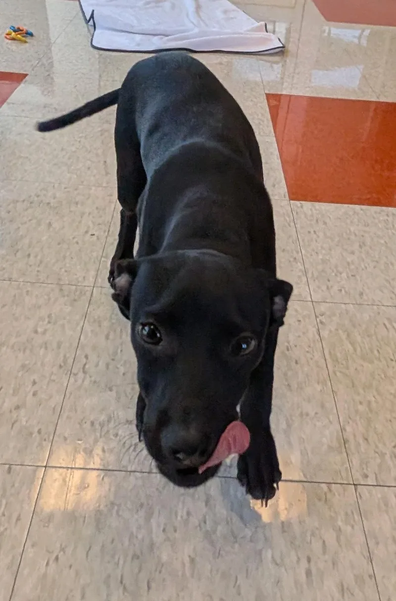 A baby large-sized male Labrador Retriever dog named Orion A for adoption in Plano, TX