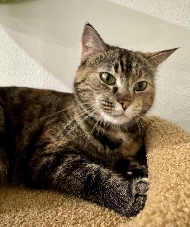 An adult medium-sized female Domestic Short Hair cat named Amalee for adoption in Satellite Beach, FL