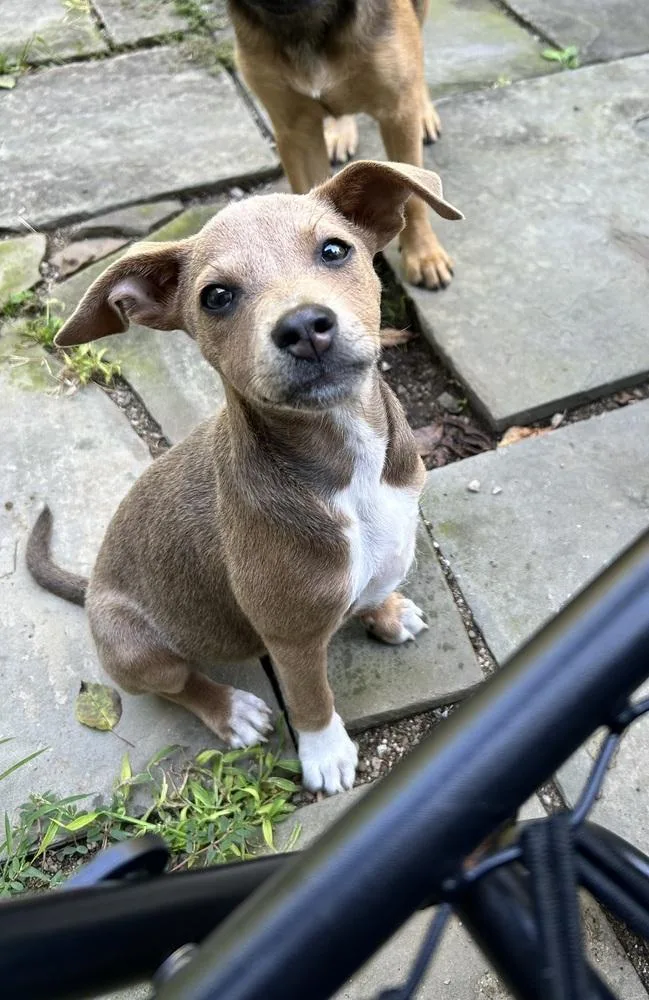 A baby medium-sized female Mixed Breed dog named Rosie for adoption in Jefferson Hills, PA