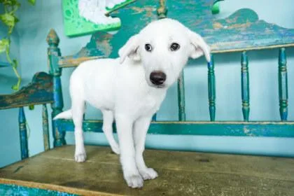 A baby small-sized female Labrador Retriever dog named Kona for adoption in San Antonio, TX