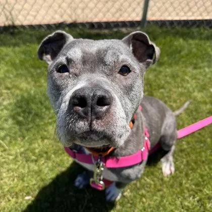 A senior large-sized female Mixed Breed dog named Coco for adoption in Janesville, WI