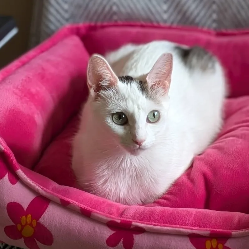 An adult medium-sized female White Domestic Short Hair cat named Day for adoption in Irvine, CA