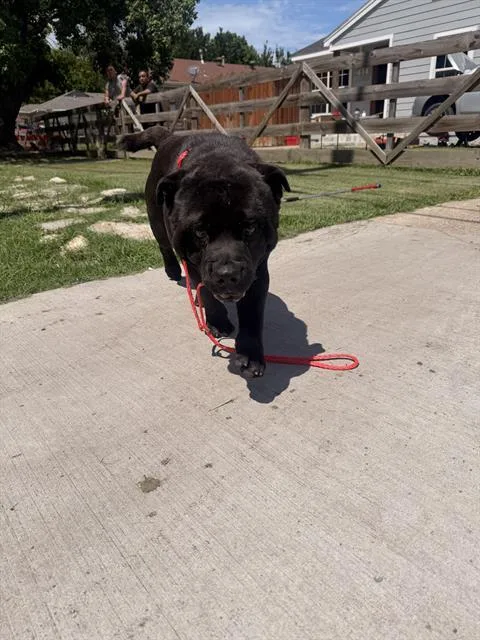 An adult medium-sized male Mixed Breed dog named Freddie for adoption in Dallas, TX