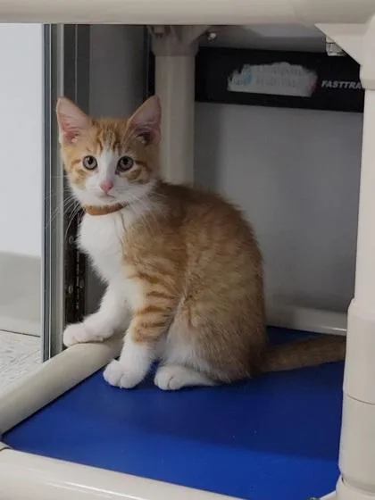 A baby medium-sized male Domestic Short Hair cat named Tiltawhirl for adoption in Elmira, NY