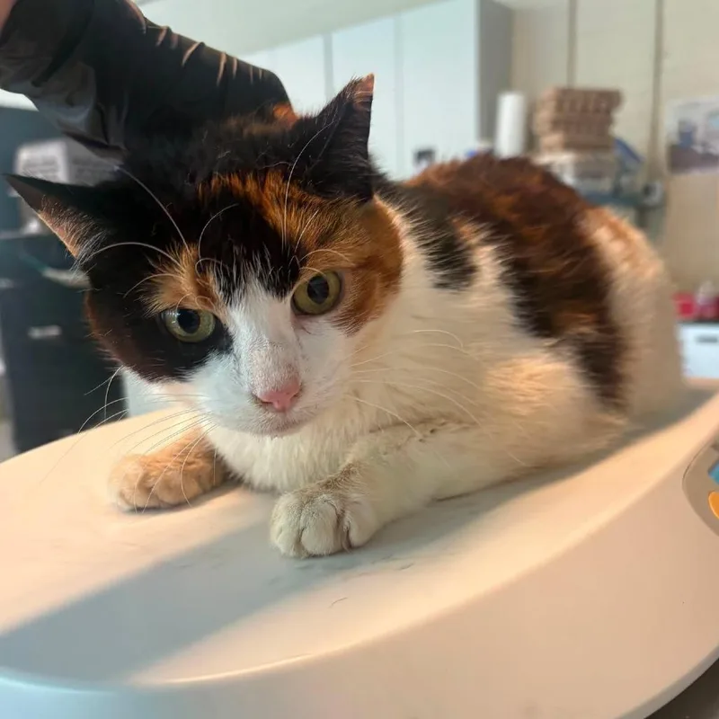A senior large-sized female Calico Domestic Short Hair cat named Odette for adoption in Huntington, WV