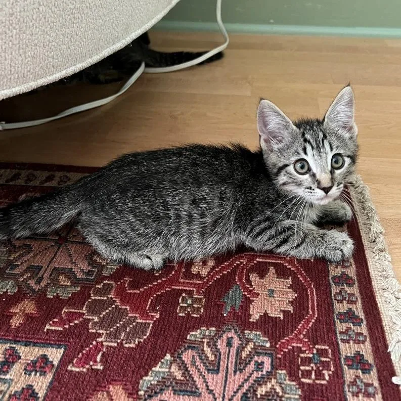 A baby small-sized male Brown / Chocolate Domestic Short Hair cat named Chandler for adoption in Prescott, AZ