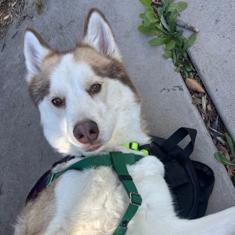 An adult medium-sized male Red / Chestnut / Orange Mixed Breed dog named Ragnar for adoption in Murray, UT