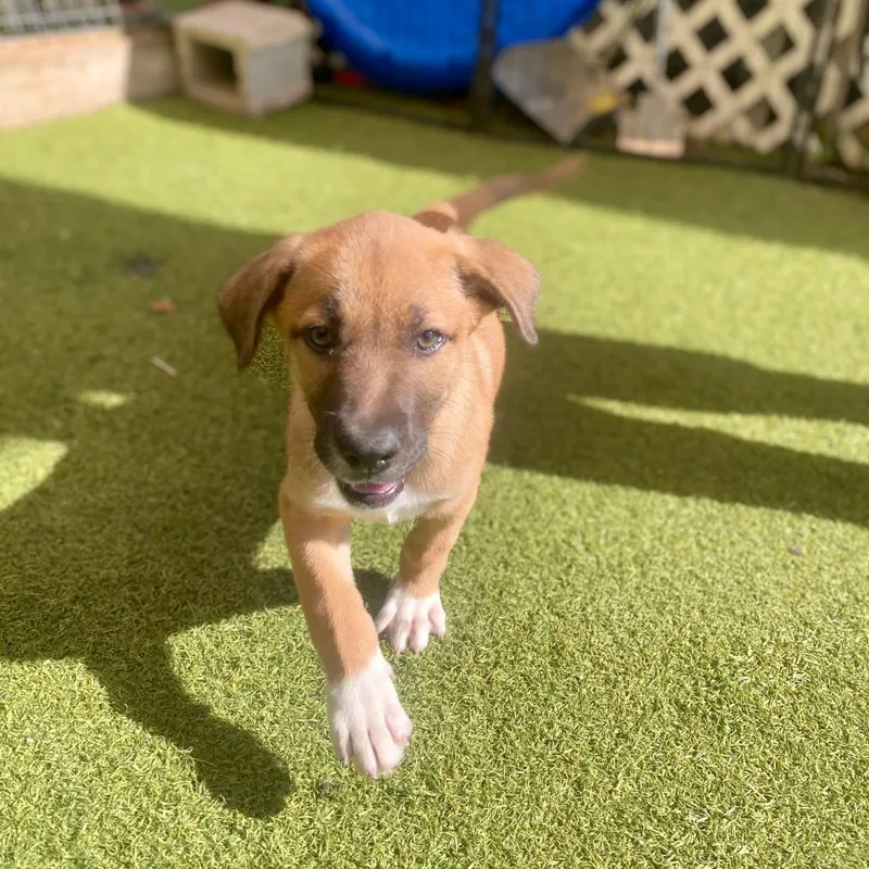 An adult medium-sized female Brown / Chocolate Mixed Breed dog named Lil Sister AKA Mila for adoption in LOXAHATCHEE, FL