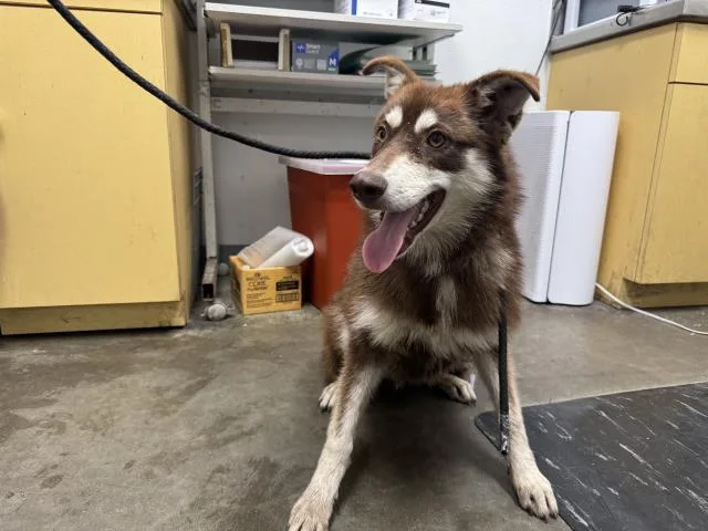 A young medium-sized female Siberian Husky dog named Clarabell for adoption in Los Angeles, CA