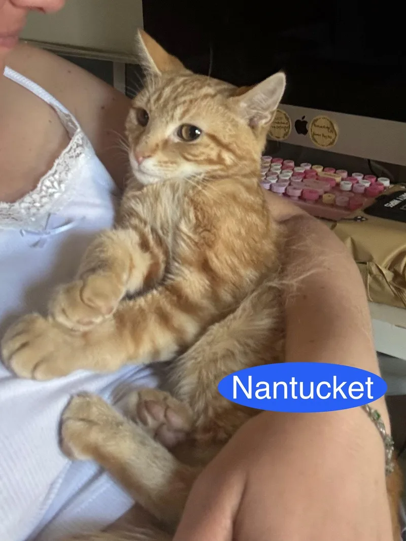 A baby medium-sized male Orange / Red Domestic Short Hair cat named Nantucket for adoption in Spring Lake, NJ