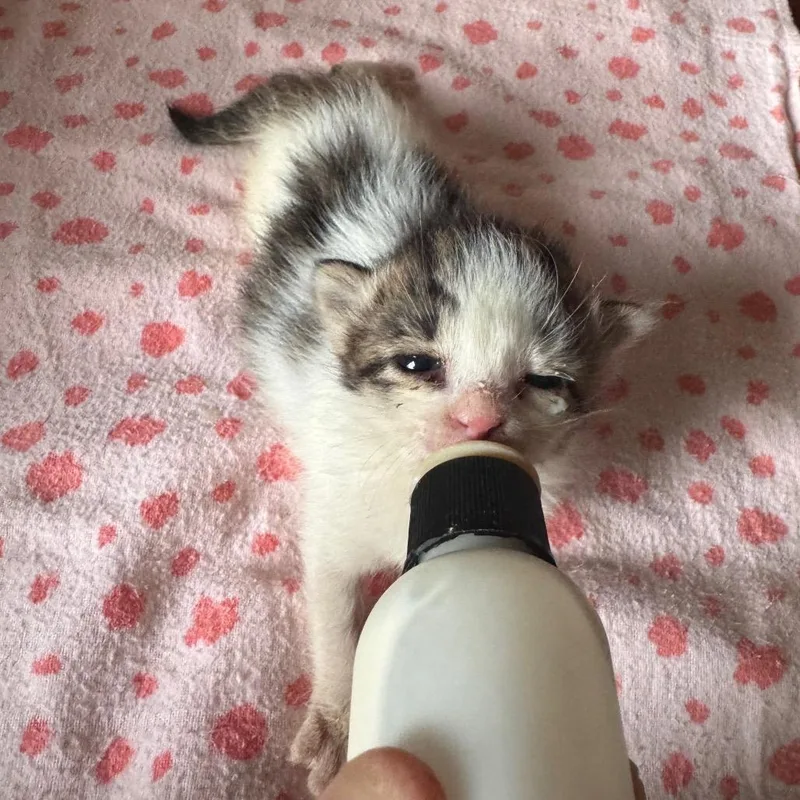 A baby small-sized male White Domestic Short Hair cat named Sprout for adoption in San Antonio, TX