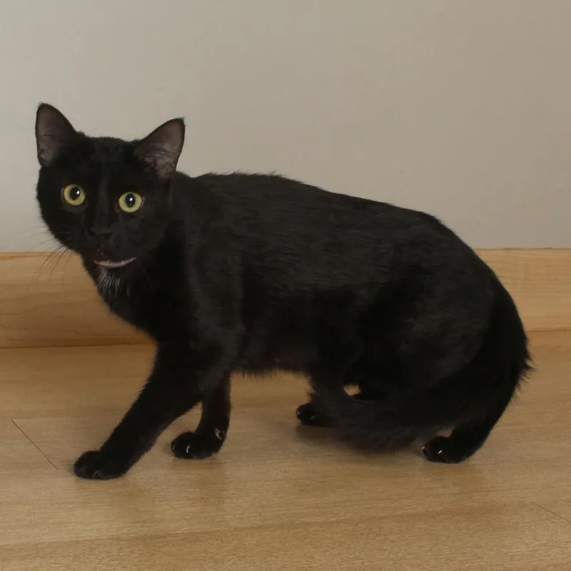 A young medium-sized female Black Domestic Short Hair cat named Fern C for adoption in Minnetonka, MN