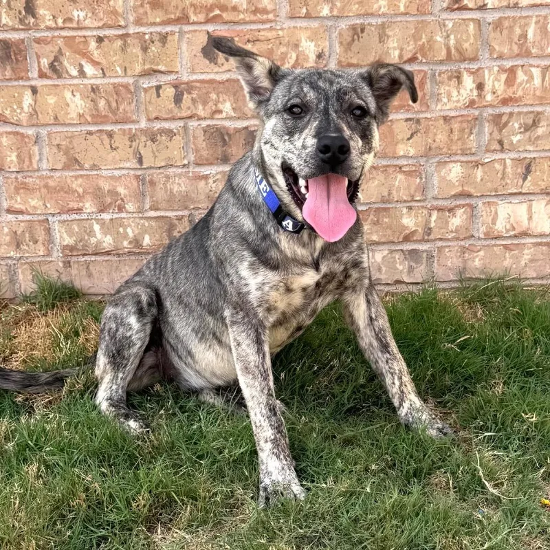 A young medium-sized female Brown / Chocolate Mixed Breed dog named Fwt Susy for adoption in Midland, TX