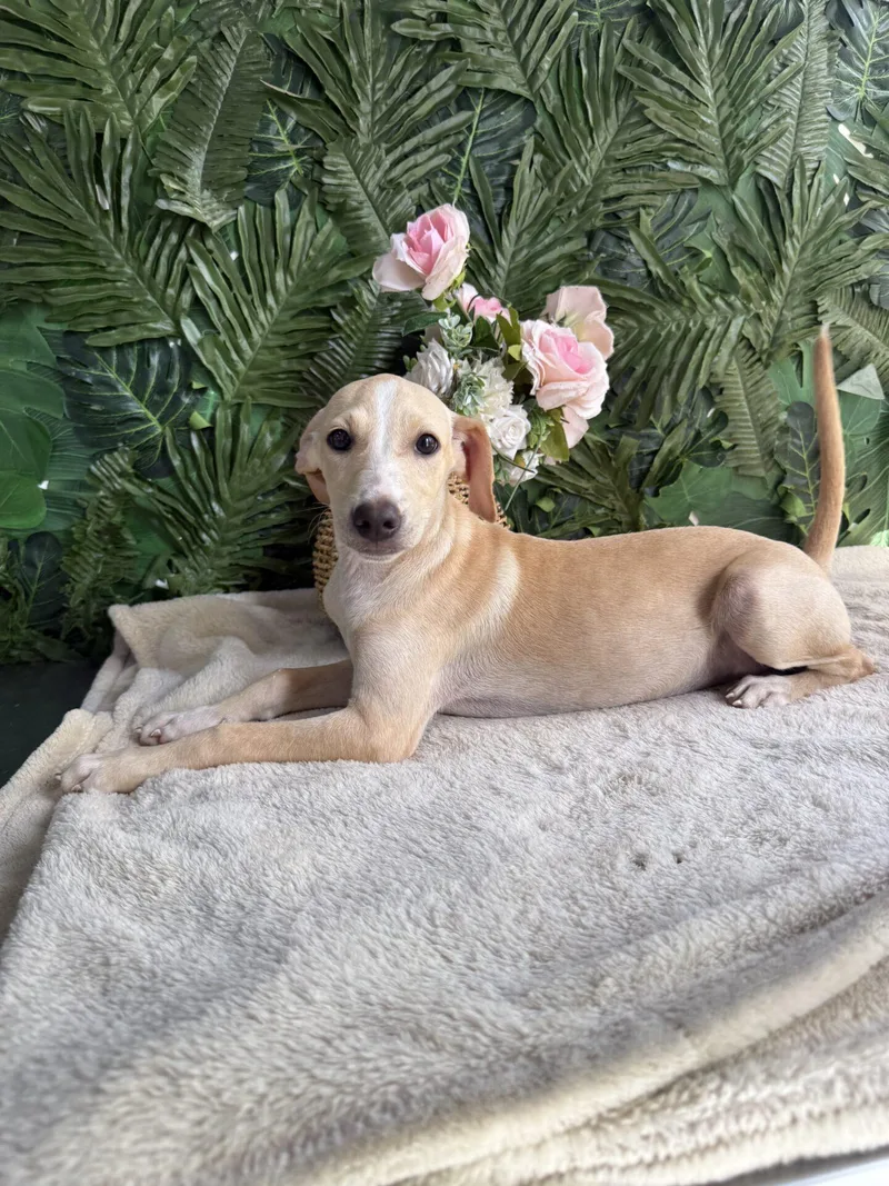 A baby medium-sized female Yellow / Tan / Blond / Fawn Mixed Breed dog named Ginger Rogers for adoption in Richmond, VA