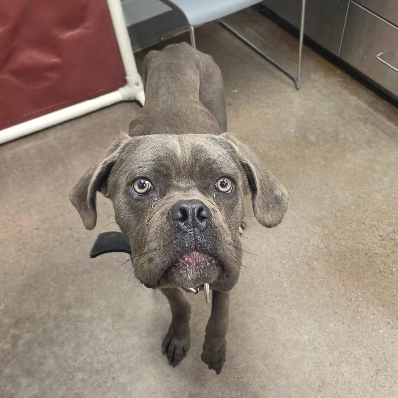 An adult medium-sized male Gray / Blue / Silver Cane Corso dog named Blue for adoption in Chattanooga, TN