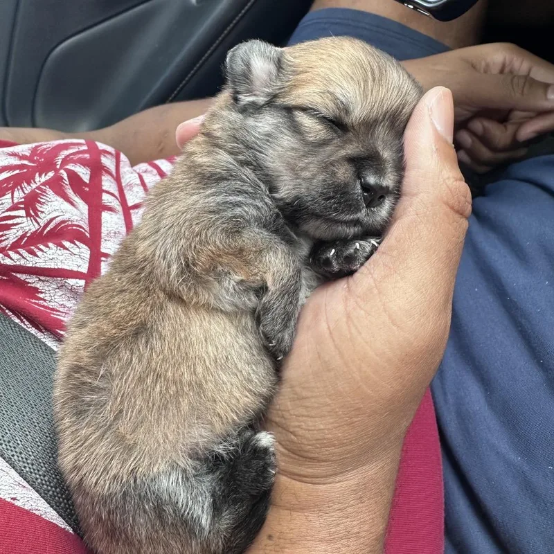 A baby small-sized female Brown / Chocolate Chihuahua dog named Shadow for adoption in Phoenix, AZ