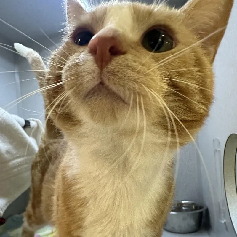 Theodore thumbnail 3