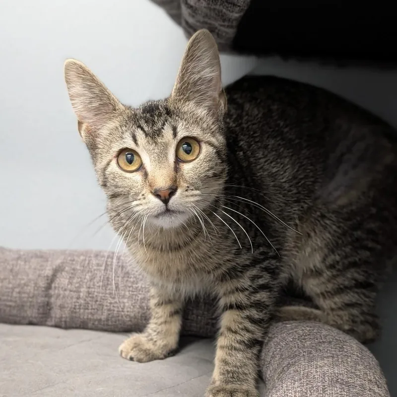 A young medium-sized female Tabby (Buff / Tan / Fawn) Domestic Short Hair cat named Angel Reese for adoption in Cape Girardeau, MO