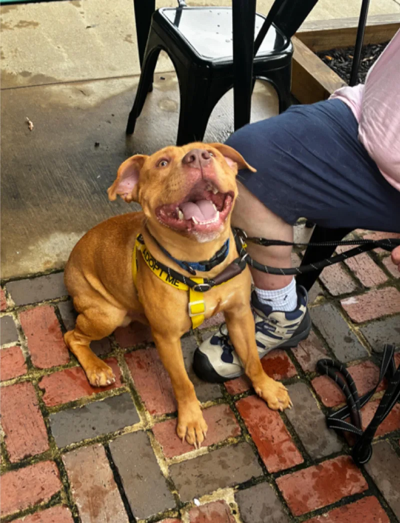 A young medium-sized male Yellow / Tan / Blond / Fawn Mixed Breed dog named Ranger for adoption in North Augusta, SC