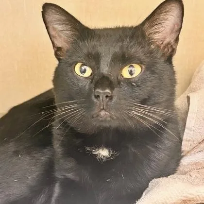 Finnegan
