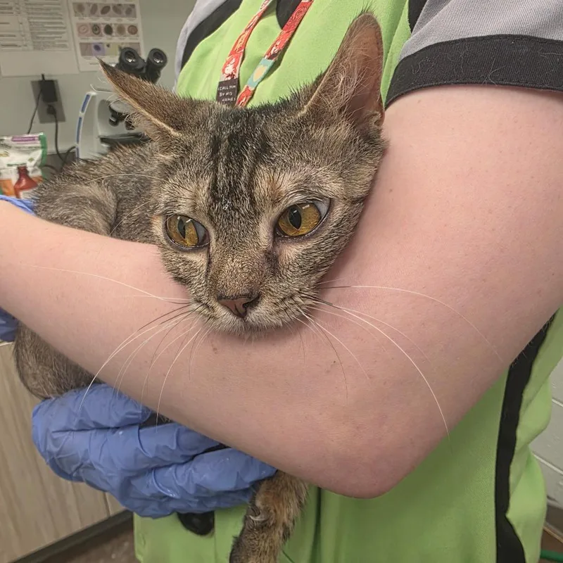 A young medium-sized female Brown / Chocolate Domestic Short Hair cat named Squirtly for adoption in Chattanooga, TN