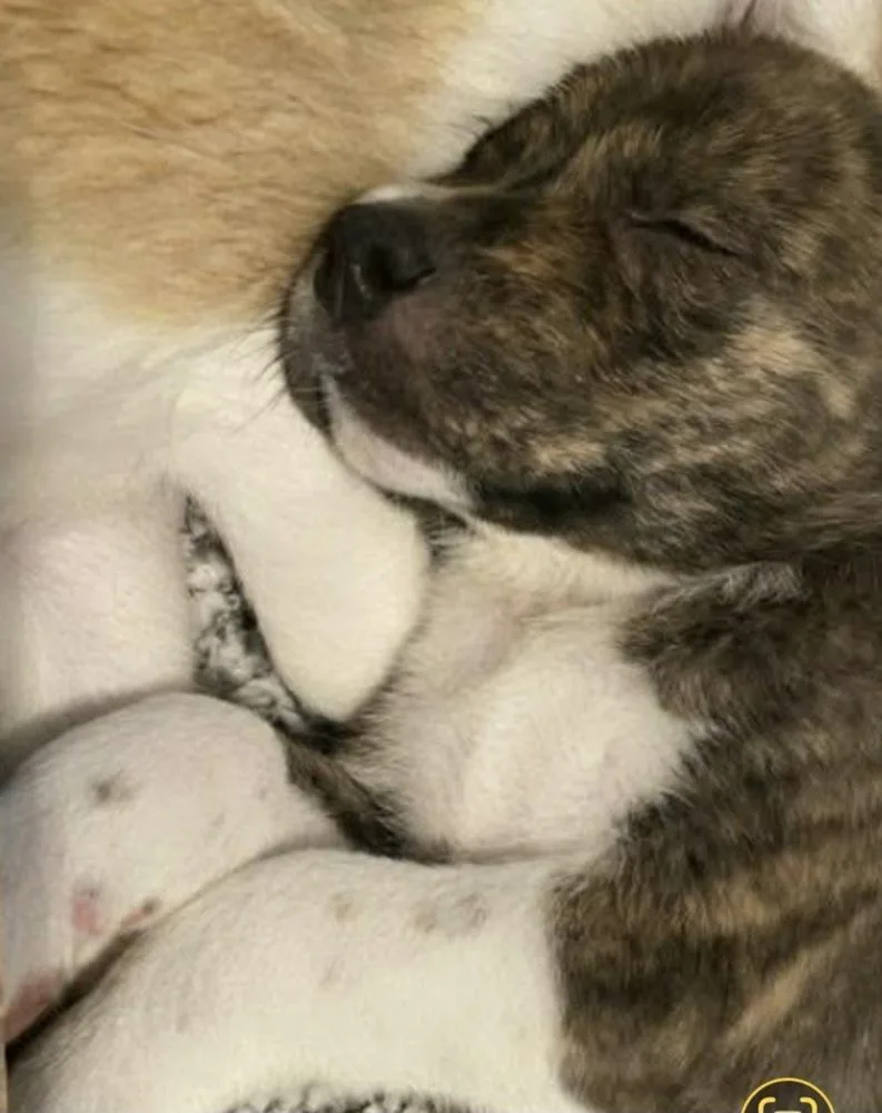 Hs Marco Aka Tank thumbnail 2